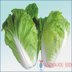 Cabbage (Chinese)